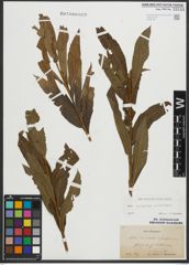 Foto von Salix purpurea L. x Salix viminalis L.